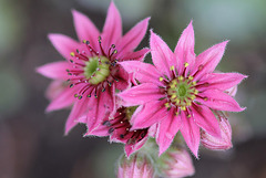 Sempervivum arachnoïdeum(3)