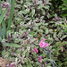 Salvia officinalis-Sauge officinale tricolore
