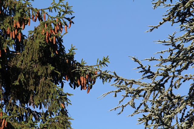 Mariage d'arbres