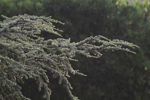 Perles de pluie au soleil couchant