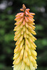 Kniphofia (3)