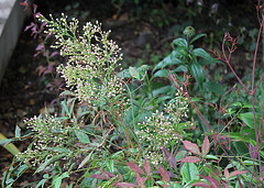 Nandina en boutons