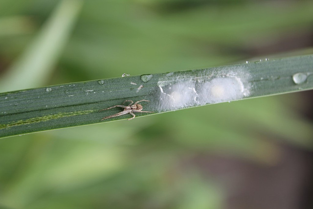 Araignée du jardin