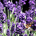 Flying through lavender