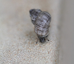 Pomatias elegans, Elégante striée