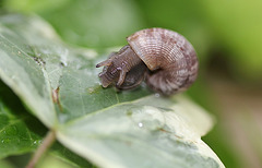 Pomatias elegans, Elégante striée