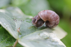 Pomatias elegans, Elégante striée