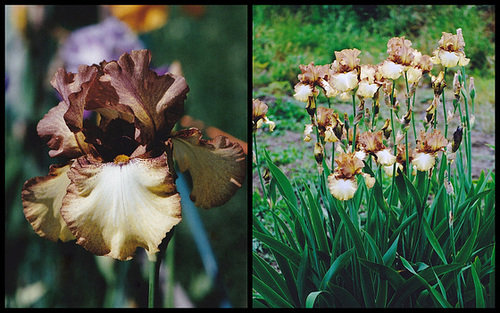 Iris Patina