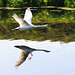 Flying swan reflection