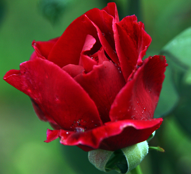 rose chez mon fils
