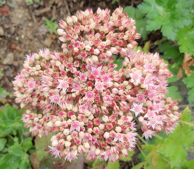 sédum 'matrona' P7142407-2