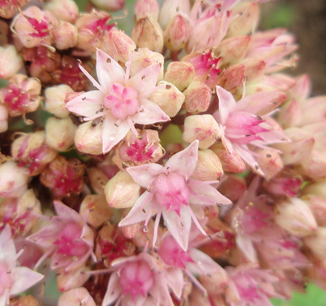 sédum 'matrona' P7142408-2
