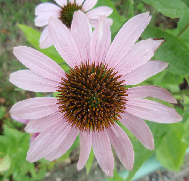 Echinacea purpurea P7142409-2