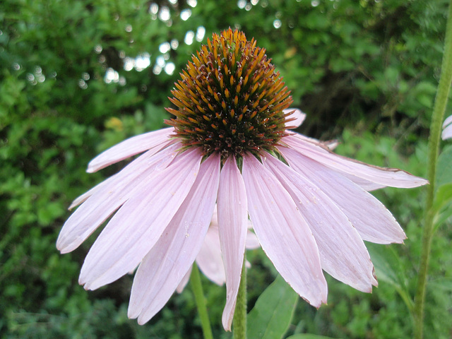 Echinacea purpurea P7142410