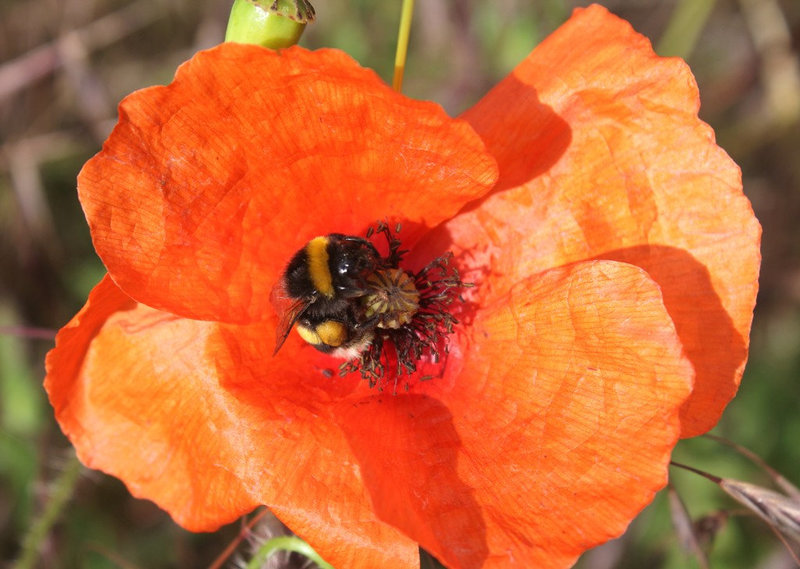 Bourdon sur coquelicot