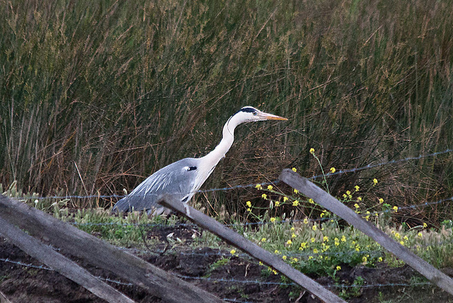 20110603 4939RTw [F] Graureiher, Tour Carbonnière, Camargue