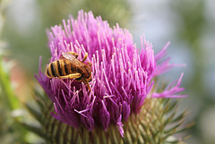 Colletes hederae ??