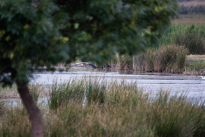 20110603 4934RTw [F] Graureiher (Ardea cinerea), Tour Carbonnière, Camargue