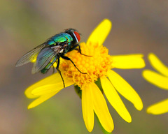 Mouche verte sur Séneçon