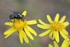 Mouche verte sue Séneçon