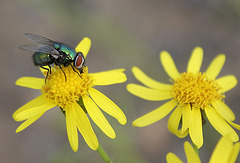 Mouche verte sue Séneçon