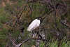 20110603 4932RTw [F] Seidenreiher, Tour Carbonnière, Camargue