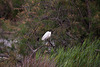 20110603 4931RTw [F] Seidenreiher, Tour Carbonnière, Camargue