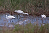 20110603 4930RTw [F] Seidenreiher, Tour Carbonnière, Camargue