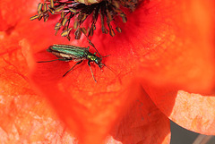 Oedemera nobilis femelle