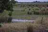 20110603 4928RTw [F] Seidenreiher, Stelzenläufer, Tour Carbonnière, Camargue