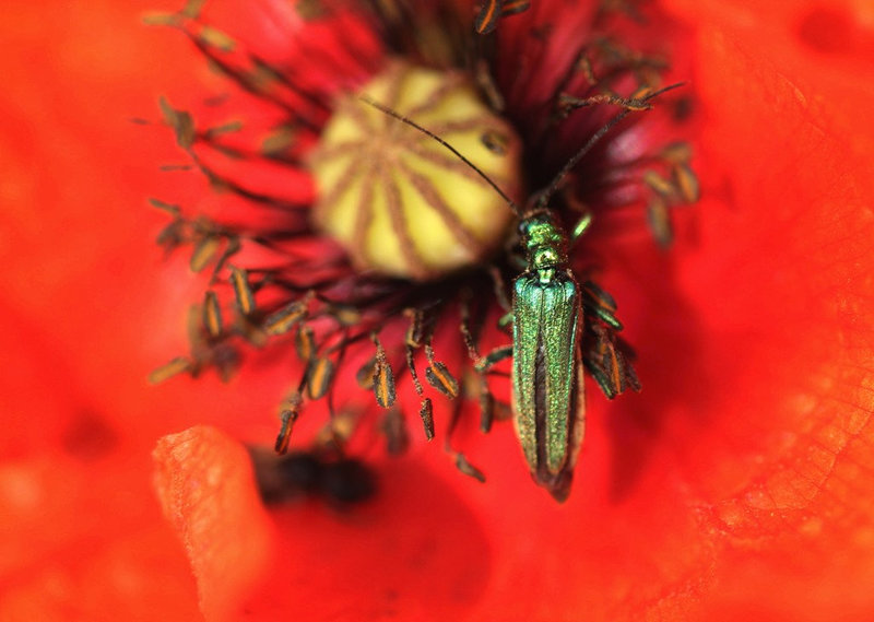 Oedemere femelle dans un coquelicot