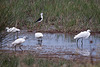 20110603 4927RTw [F] Seidenreiher, Stelzenläufer, Tour Carbonnière, Camargue