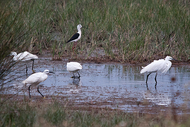 20110603 4927RTw [F] Seidenreiher (Egretta garzetta), Stelzenläufer, Tour Carbonnière, Camargue