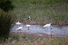 20110603 4926RTw [F] Seidenreiher, Stelzenläufer, Tour Carbonnière, Camargue