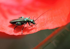 Oedemera nobilis