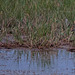 20110603 4925RTw [F] Seidenreiher, Stelzenläufer, Tour Carbonnière, Camargue