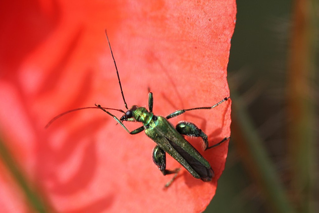 Oedemera nobilis à sa toilette