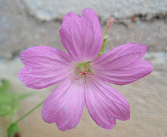 géranium endressi P7142446-2