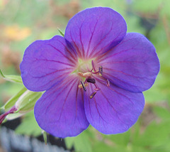 géranium blue sunrise P7142450-2