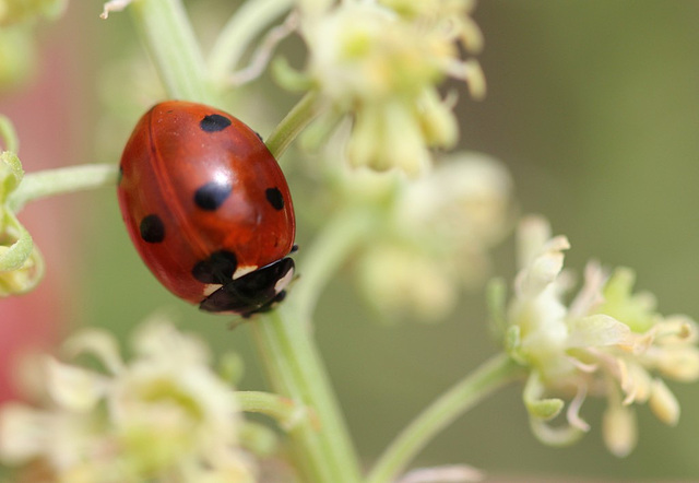 Coccinella septumpunctata dans un réséda 3