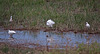 20110603 4924RTw [F] Seidenreiher, Stelzenläufer, Tour Carbonnière, Camargue