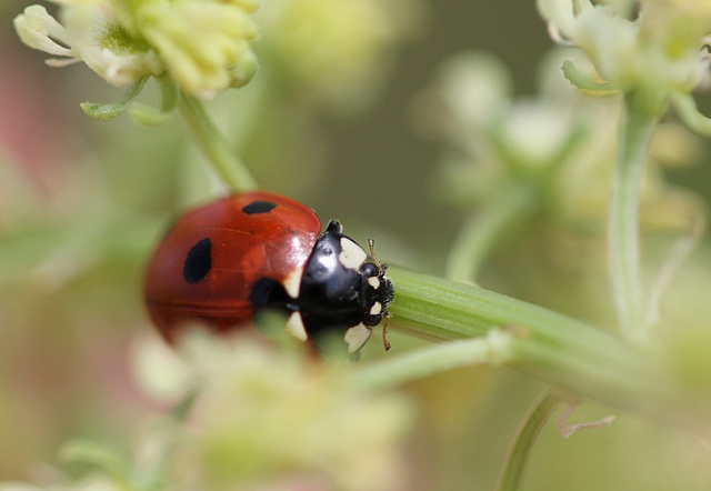 Coccinella septumpunctata dans un réséda 5