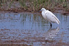 20110603 4923RTw [F] Seidenreiher, Tour Carbonnière, Camargue