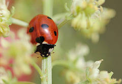 Coccinella septumpunctata dans un réséda 6