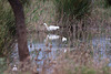 20110603 4922RTw [F] Seidenreiher, Tour Carbonnière, Camargue