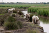 20110603 4920RTw [F] Kuhreiher, Camargue-Pferd, Tour Carbonnière, Camargue