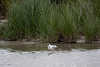 20110603 4919RTw [F] Lachmöwe (Chroicocephalus ridibundus), Tour Carbonnière, Camargue