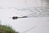 20110603 4918RTw [F] Nutria, Tour Carbonnière, Camargue