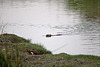 20110603 4917RTw [F] Nutria, Tour Carbonnière, Camargue