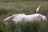 20110603 4916RTfw Kuhreiher, Camargue-Pferd [Tour Carbonnière]